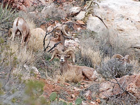 Desert Bighorn Sheep (Ovis canadensis)