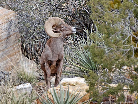 Desert Bighorn Sheep (Ovis canadensis)