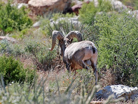 Desert Bighorn Sheep (Ovis canadensis)