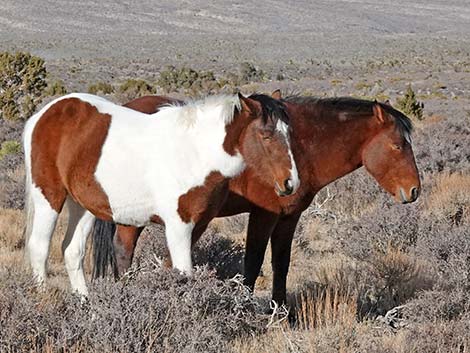 Feral Horse (Equus caballus)