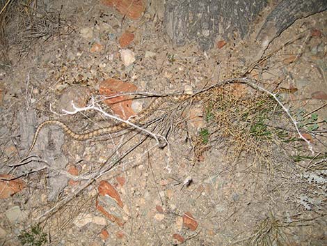 Glossy Snake (Arizona elegans)