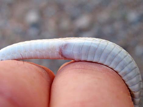 Glossy Snake (Arizona elegans)