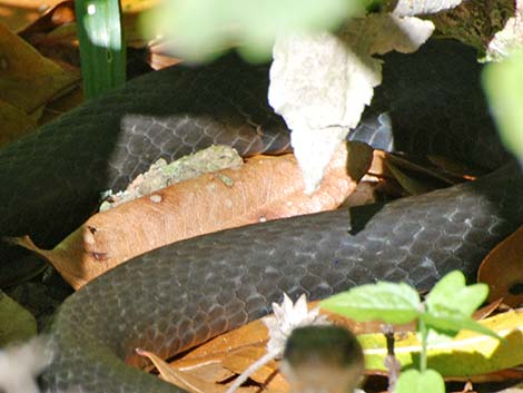 Black Racer (Coluber constrictor)