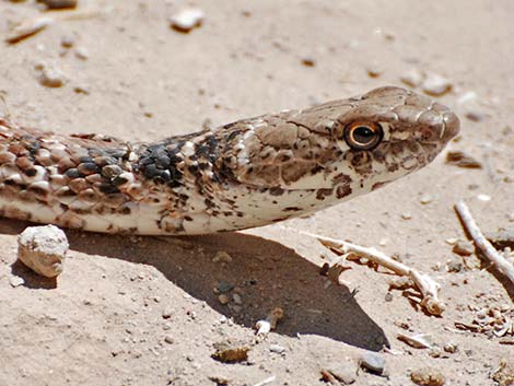 Coachwhip (Masticophis flagellum)