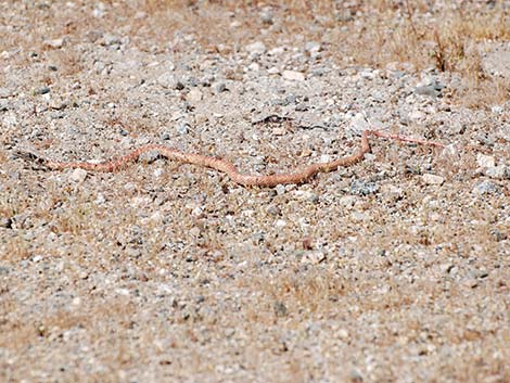 Coachwhip (Masticophis flagellum)