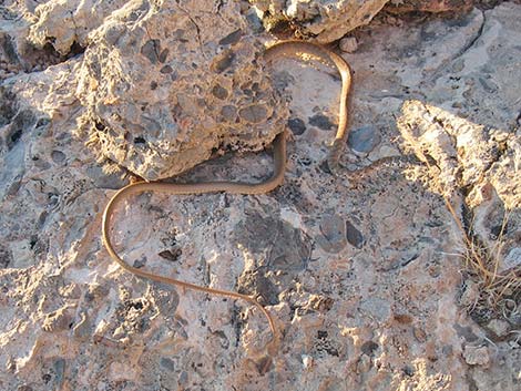 Coachwhip (Masticophis flagellum)