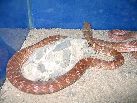 Coachwhip (Masticophis flagellum)