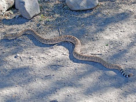 Western Diamond-backed Rattlesnake (Crotalus atrox)