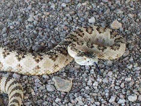 Great Basin Rattlesnake (Crotalus oreganus lutosus)