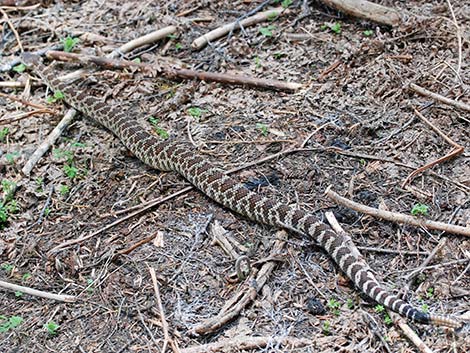 Northern Pacific Rattlesnake (Crotalus oreganus oreganus)