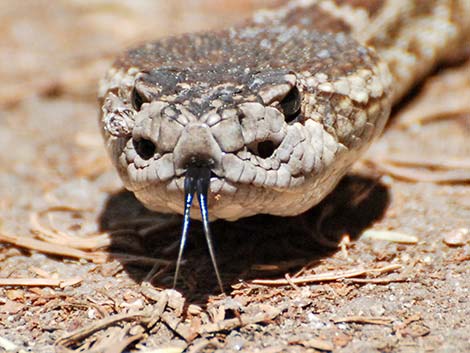 Northern Pacific Rattlesnake (Crotalus oreganus oreganus)