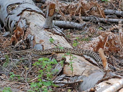 Northern Pacific Rattlesnake (Crotalus oreganus oreganus)