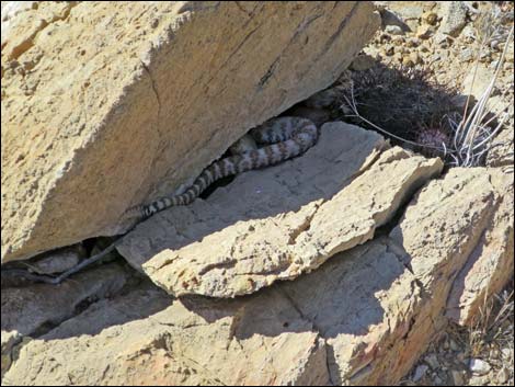 Southwestern Speckled Rattlesnake (Crotalus pyrrhus))