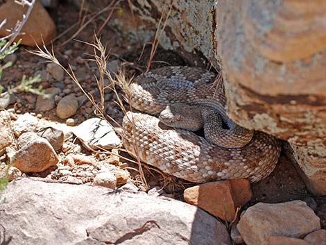 Panamint Rattlesnake (Crotalus stephensi)