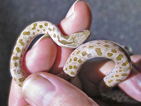 Desert Nightsnake (Hypsiglena chlorophaea)