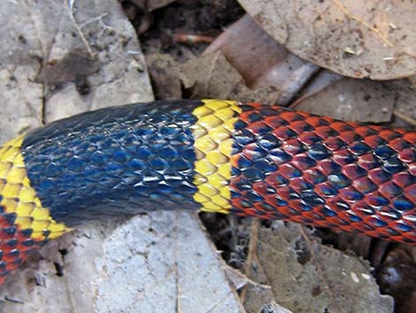 Texas Coral Snake (Micrurus tener)