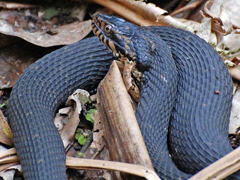 Brown Water Snake (Nerodia taxispilota)