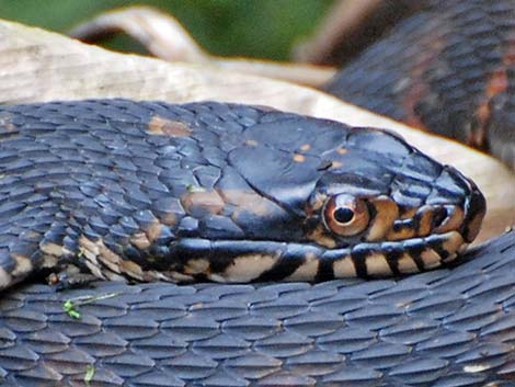 Brown Water Snake (Nerodia taxispilota)