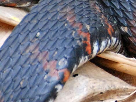 Brown Water Snake (Nerodia taxispilota)