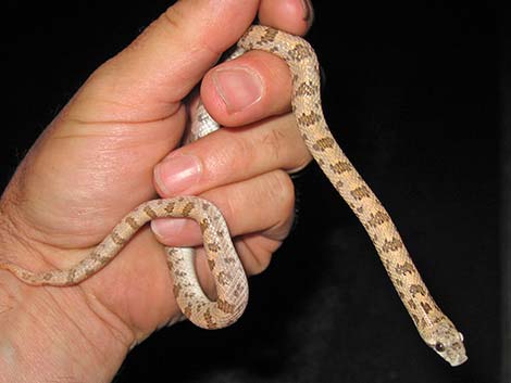 Spotted Leaf-Nosed Snake (Phyllorhynchus decurtatus)