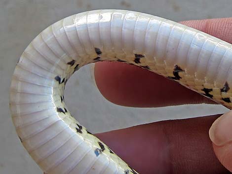 Long-nosed Snake (Rhinocheilus lecontei)