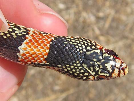 Long-nosed Snake (Rhinocheilus lecontei)