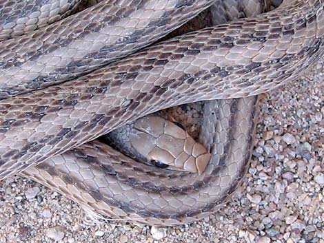 Western Patch-Nosed Snake (Salvadora hexalepis)