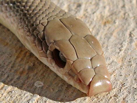 Western Patch-Nosed Snake (Salvadora hexalepis)