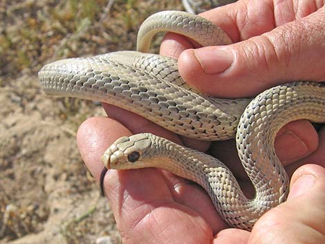 Western Patch-Nosed Snake (Salvadora hexalepis)