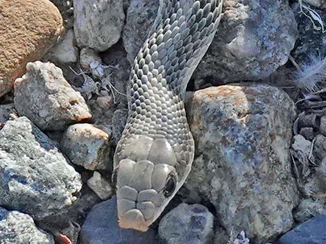 Western Patch-Nosed Snake (Salvadora hexalepis)