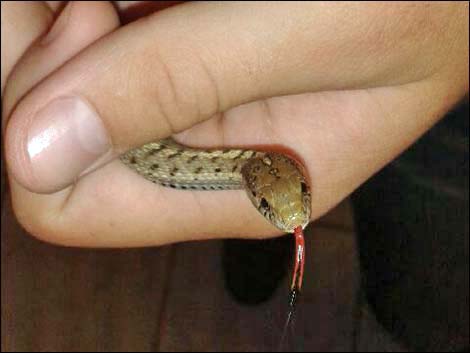 Wandering Gartersnake (Thamnophis elegans)