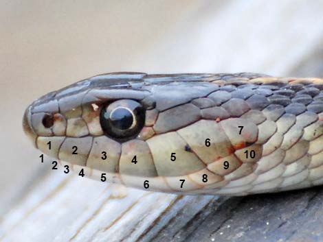 Common Garter Snake (Thamnophis sirtalis)