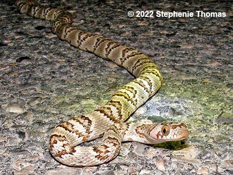 Lyre Snake (Trimorphodon biscutatus)