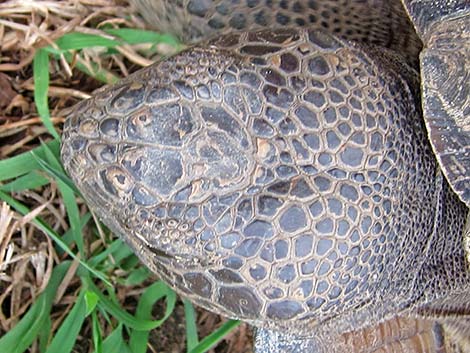 Gopher Tortoise (Gopherus polyphemus)