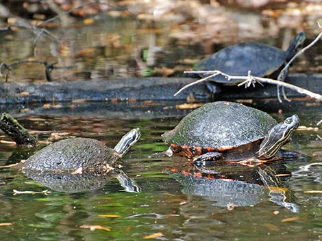 Florida Red-bellied Cooter (Pseudemys nelsoni)