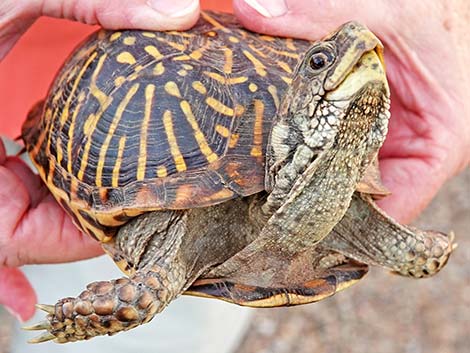 Desert Box Turtle (Terrapene ornata luteola)