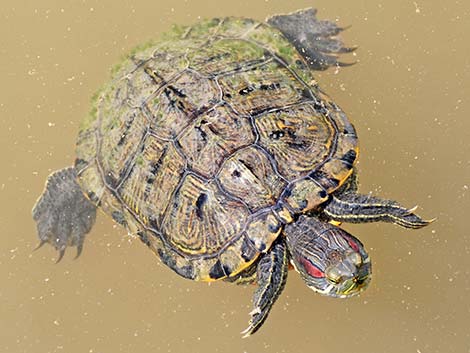 Red-eared Slider (Trachemys scripta elegans)