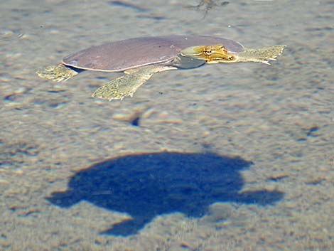 Spiny Softshell (Apalone spinifera emoryi)