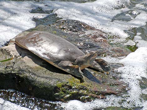 Spiny Softshell (Apalone spinifera emoryi)