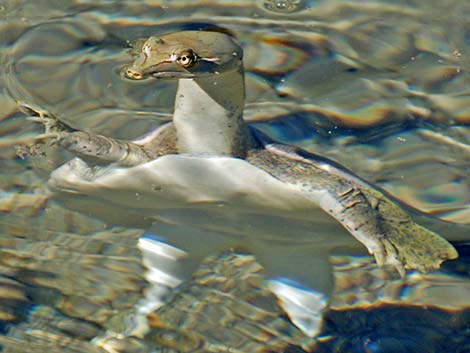 Spiny Softshell (Apalone spinifera emoryi)